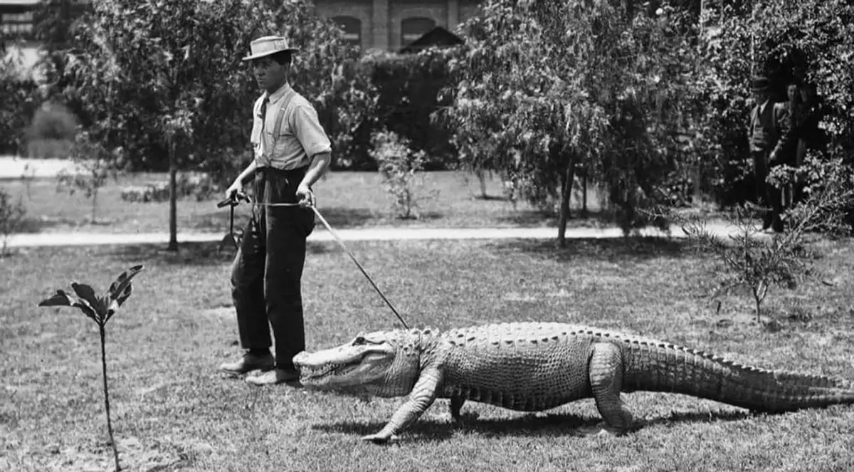 california alligator park photographs