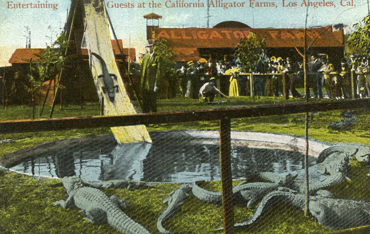 california alligator park photographs
