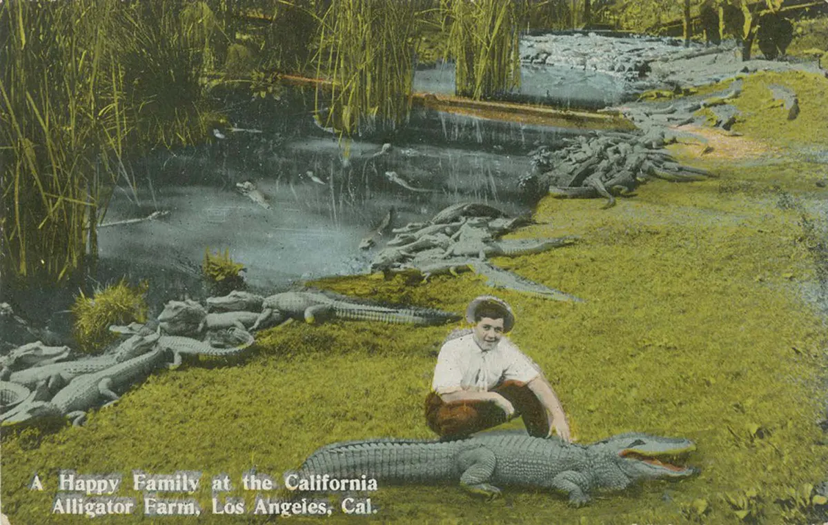 california alligator park photographs