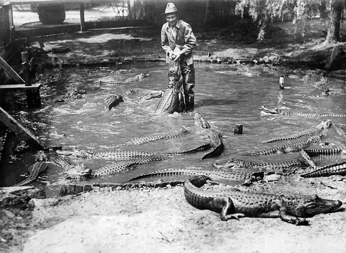 california alligator park photographs