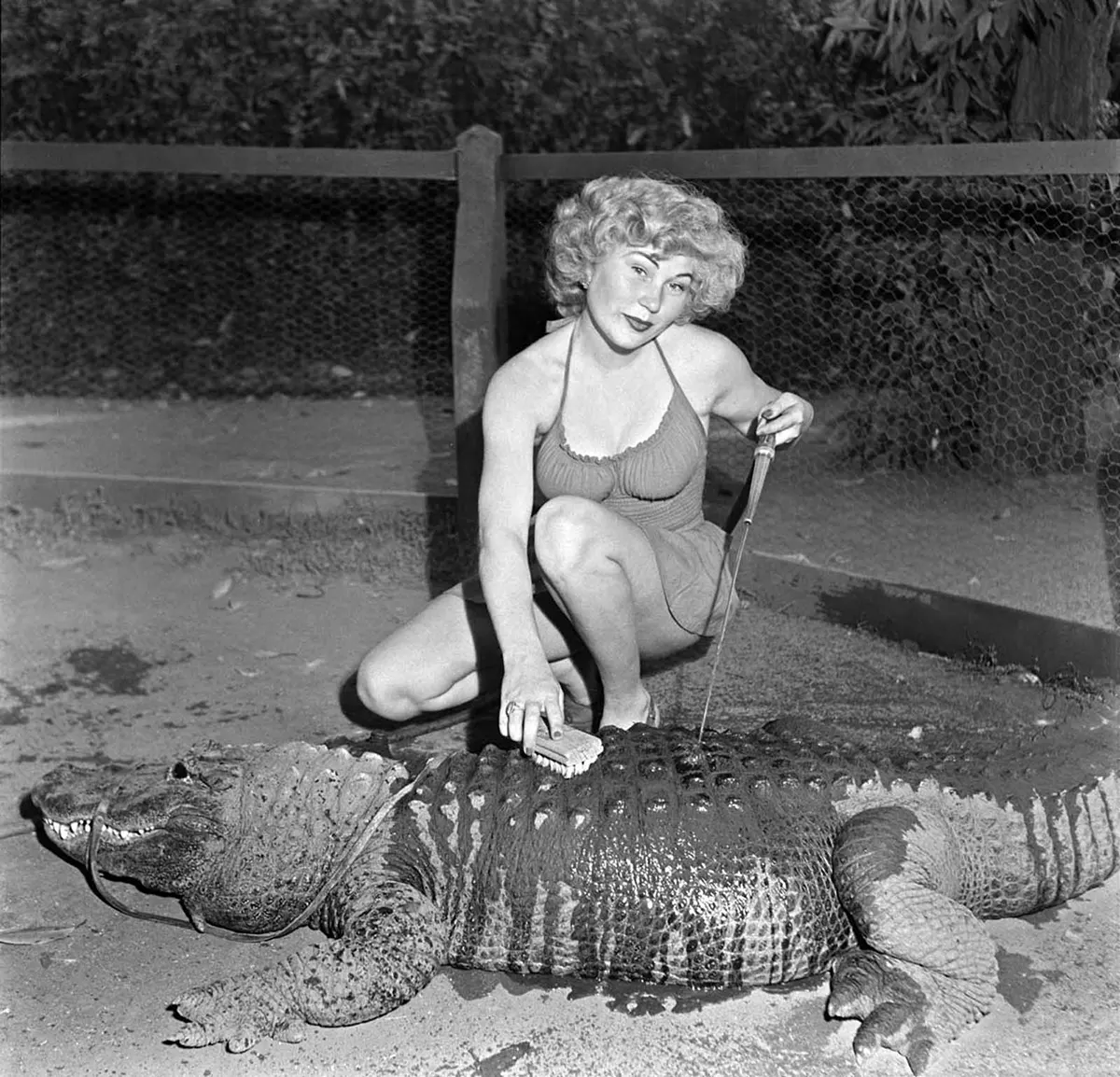 california alligator park photographs