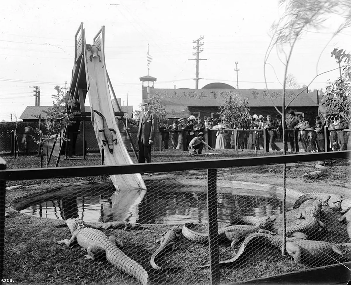 california alligator park photographs