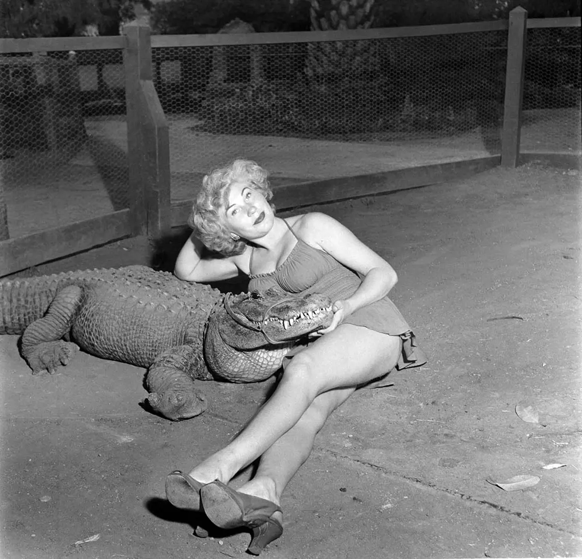california alligator park photographs
