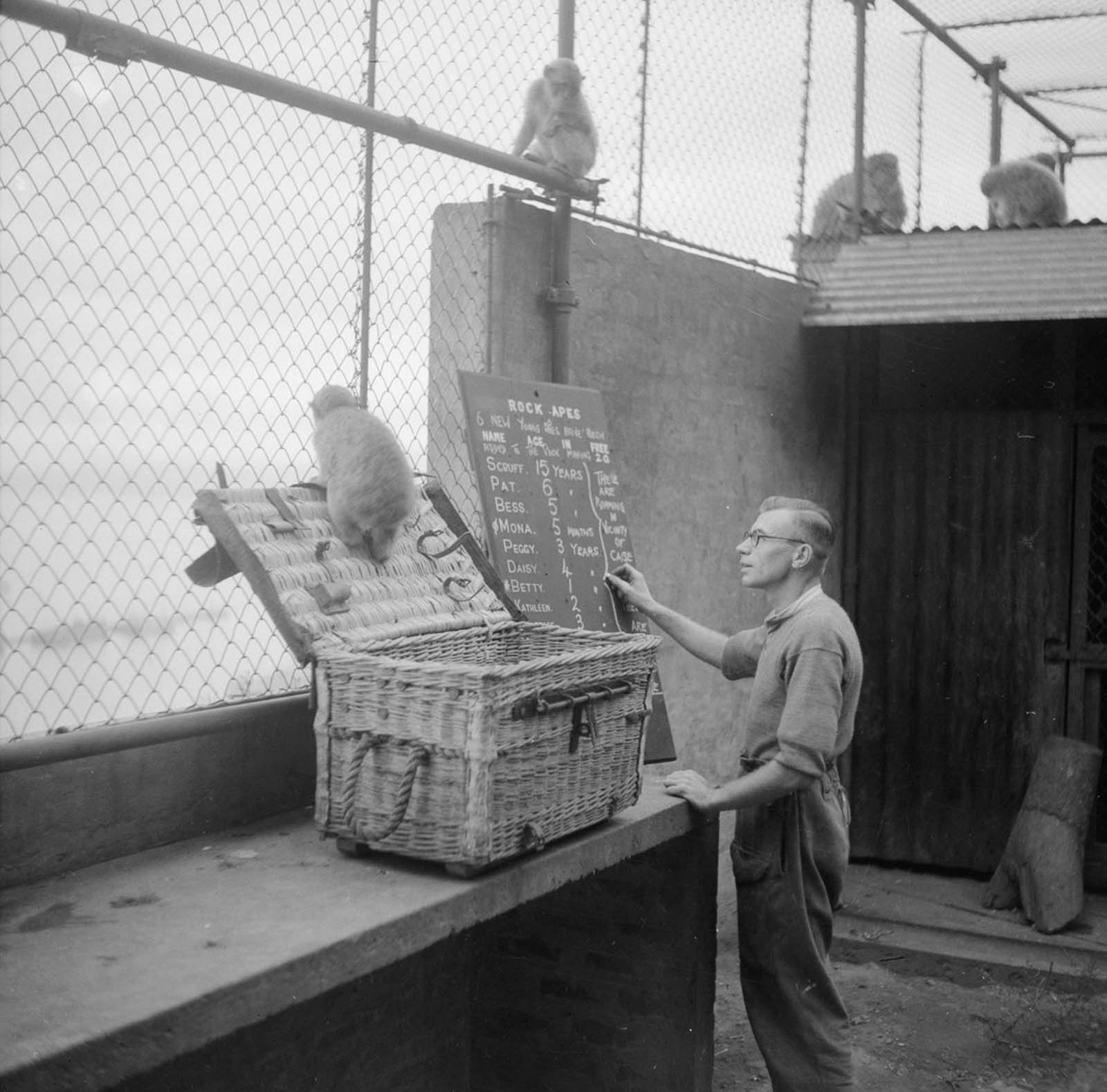 Apes are checked in at Gibraltar. Churchill had heard a legend that if the apes ever left the rock, Gibraltar would cease to be a British colony, so he sent in shipments of primates to forestall that.