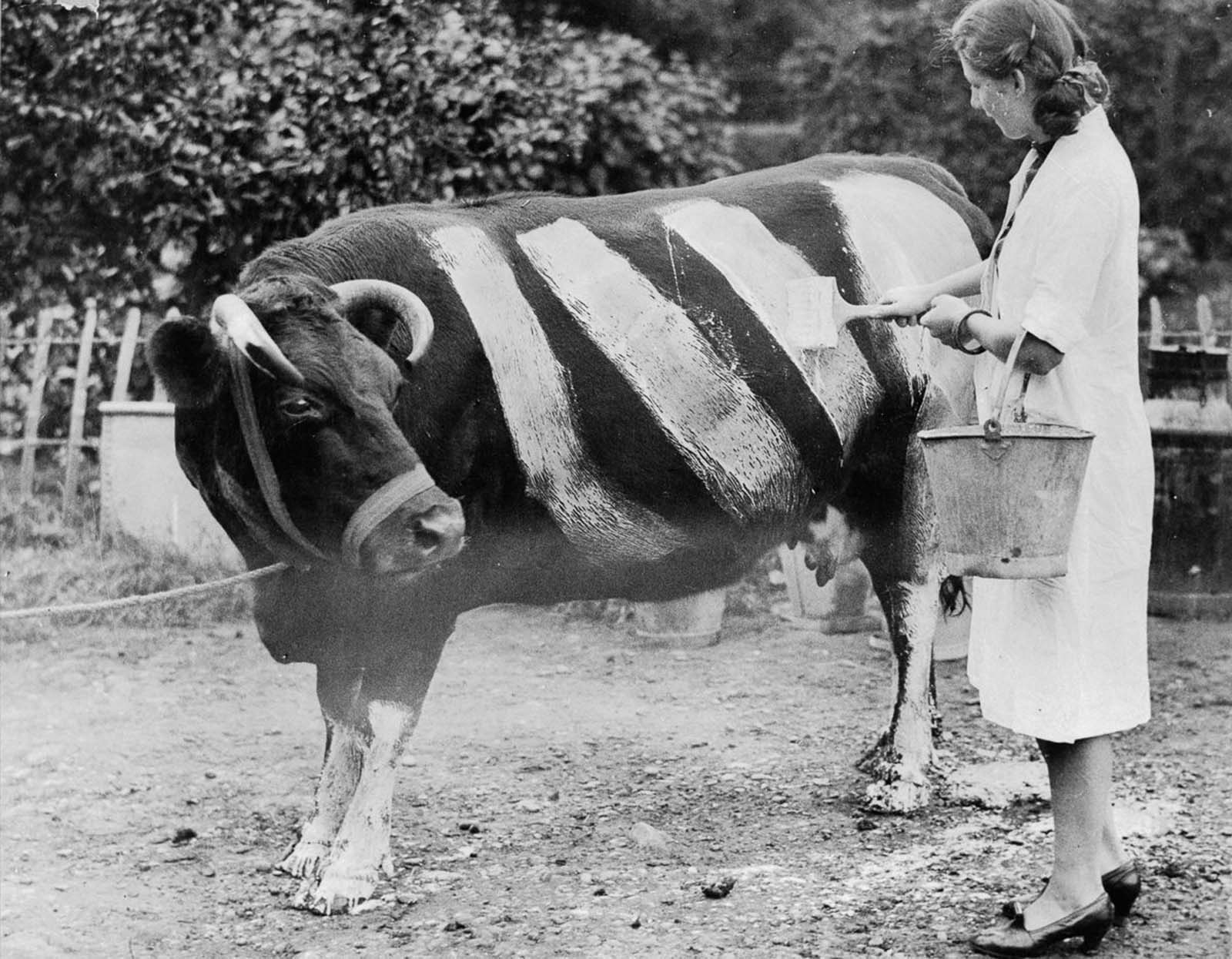 A farmer paints stripes on her cow to increase its visibility at night and prevent car accidents should it wander onto the road during blackout conditions.