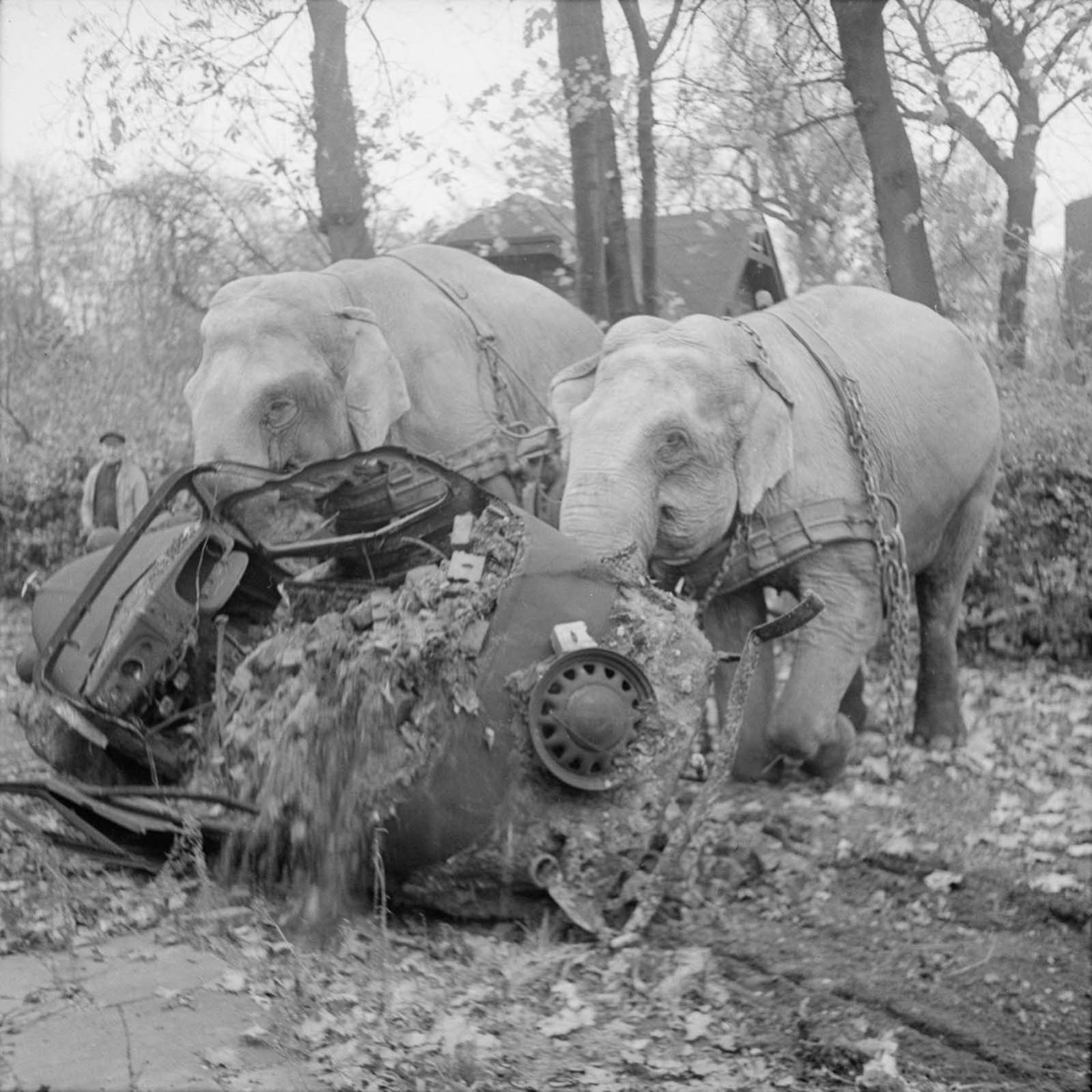 Circus elephants Kiri and Many clear a wrecked car from a street in Hamburg. Both elephants were used by the civil authorities to clear wreckage during and after the war.