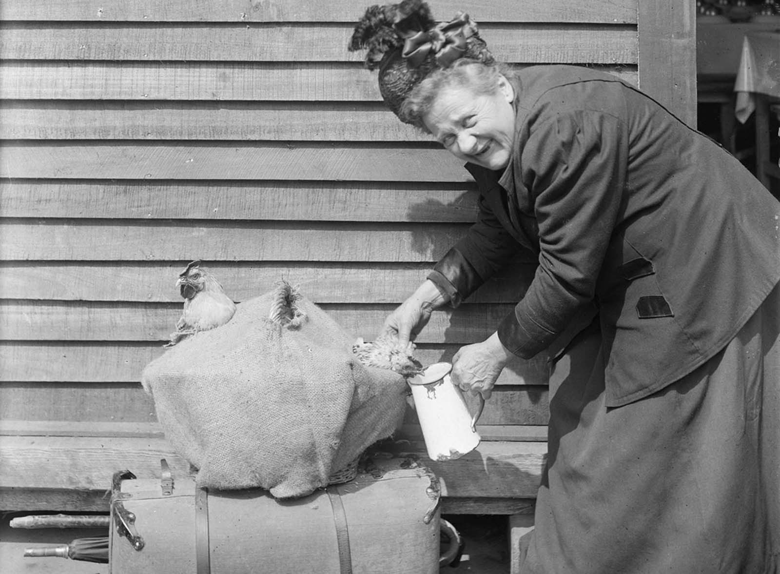 This French woman, forced by the Germans to leave her home, was able to save only a suitcase full of clothes and her two pet roosters, which she is happily feeding in front of the American Red Cross Refugee Hut at the Gare du Nord, Paris, on June 27, 1918.