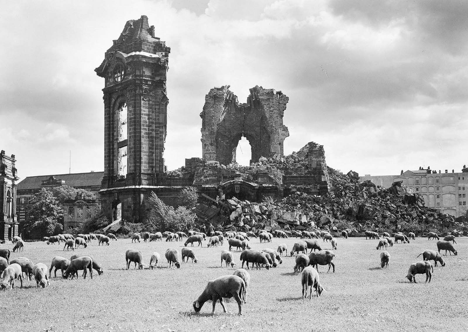 Sheep graze near the ruins of the Frauenkirche. 1957.