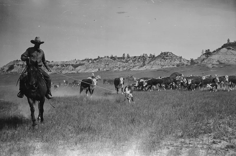 cowboy roundup montana photos
