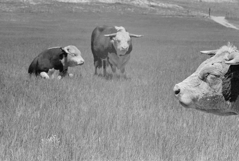cowboy roundup montana photos