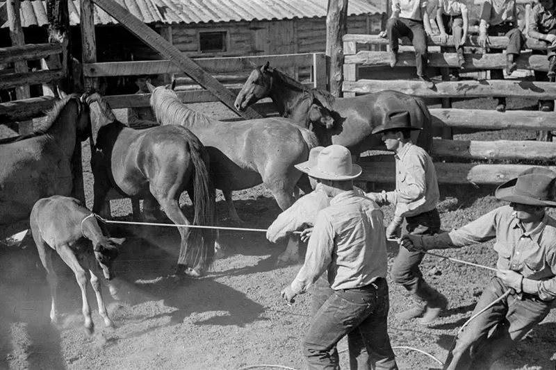 cowboy roundup montana photos