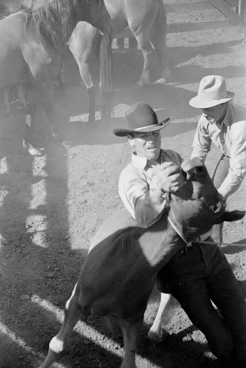 cowboy roundup montana photos