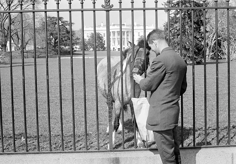 macaroni pony white house
