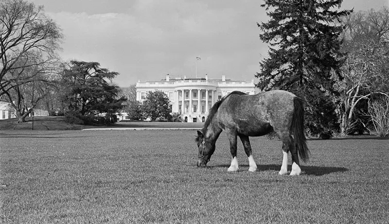 macaroni pony white house
