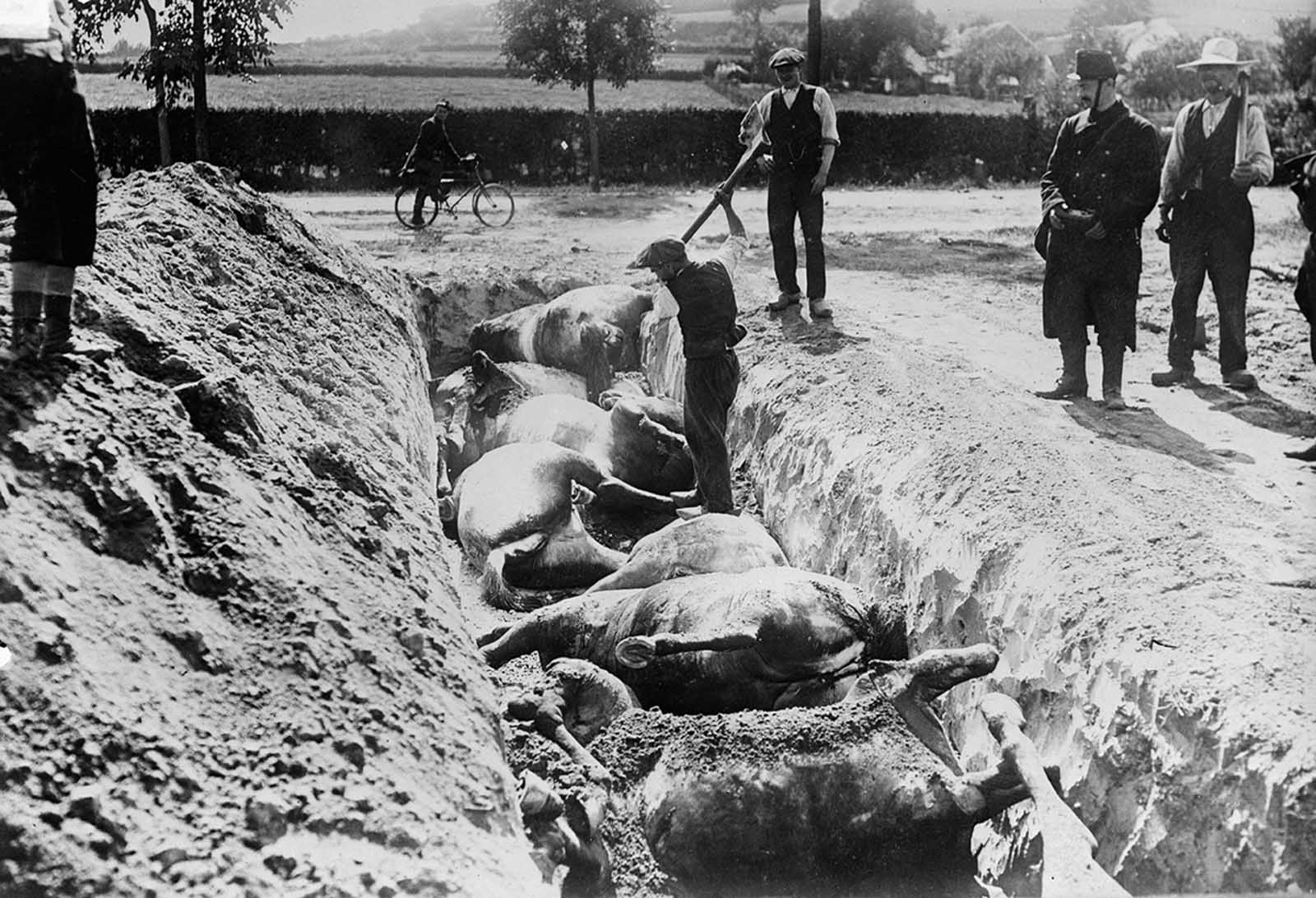 Dead horses are buried in a trench after the Battle of Haelen which was fought by the German and Belgian armies on August 12, 1914 near Haelen, Belgium. Horses were everywhere in World War I, used by armies, and caught up in farm fields turned into battlefields, millions of them were killed