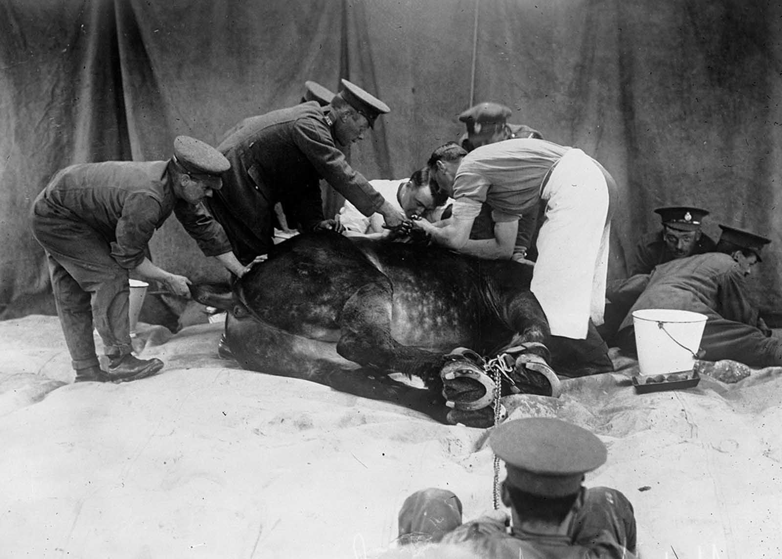 A horse is restrained while it is attended to at a veterinary hospital in 1916.
