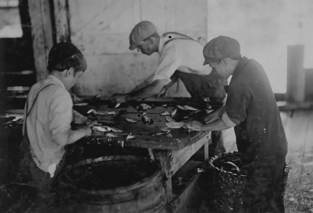 sardine canneries child workers