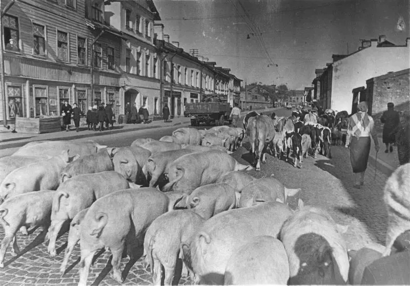  Siege of Leningrad Historical Photos