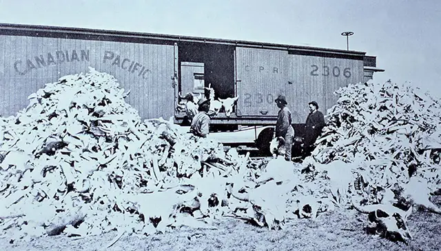 Haunting Photos of the Bison Extermination