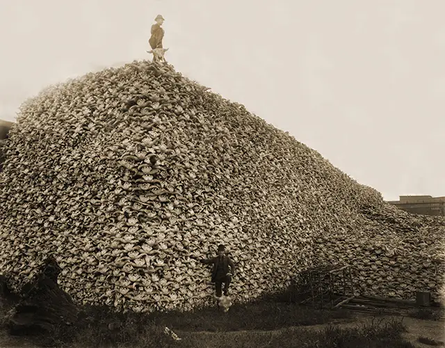 Haunting Photos of the Bison Extermination