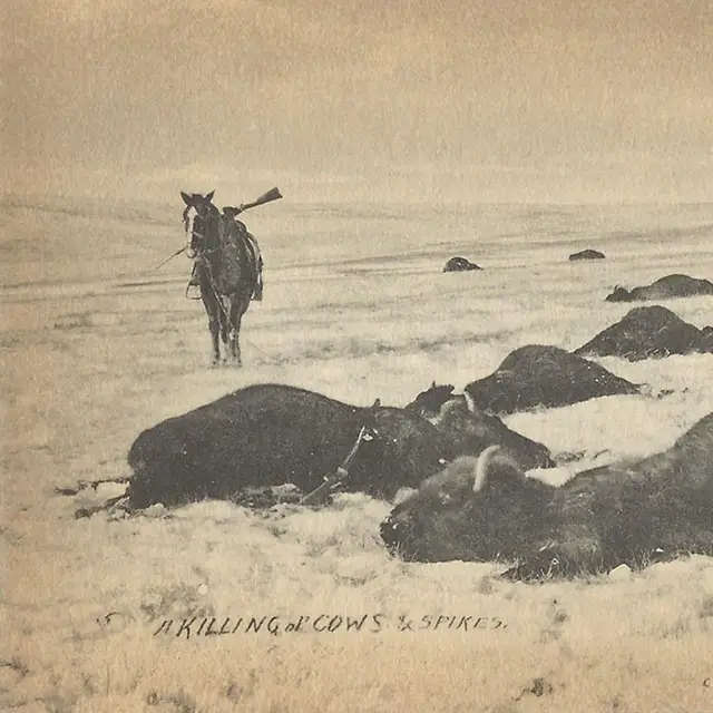 Haunting Photos of the Bison Extermination