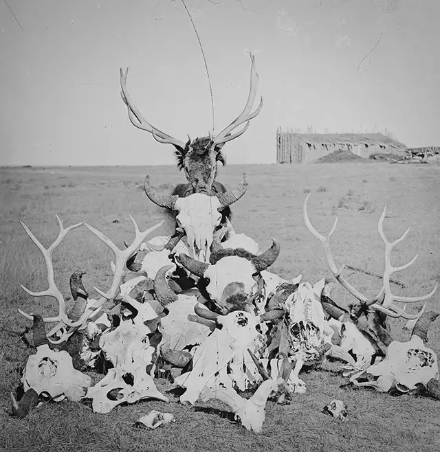 Haunting Photos of the Bison Extermination
