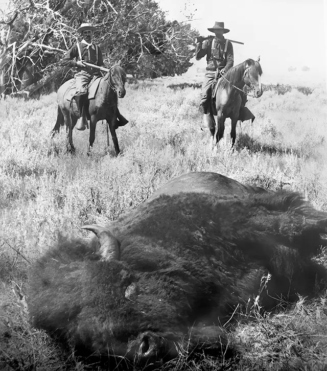 Haunting Photos of the Bison Extermination
