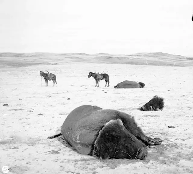 Haunting Photos of the Bison Extermination