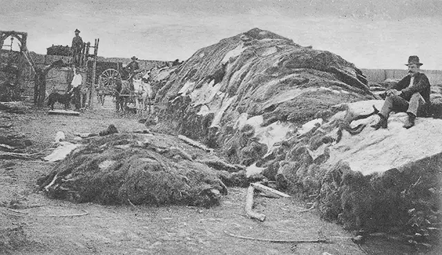 Haunting Photos of the Bison Extermination