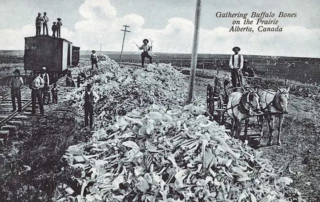 Haunting Photos of the Bison Extermination