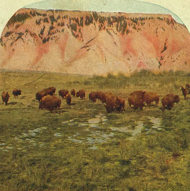 Haunting Photos of the Bison Extermination