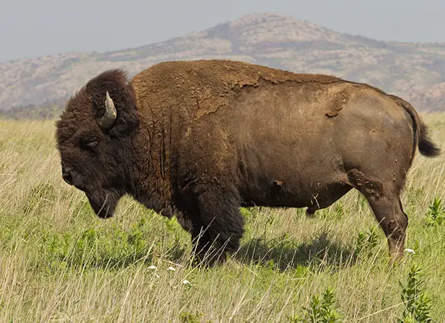 Haunting Photos of the Bison Extermination