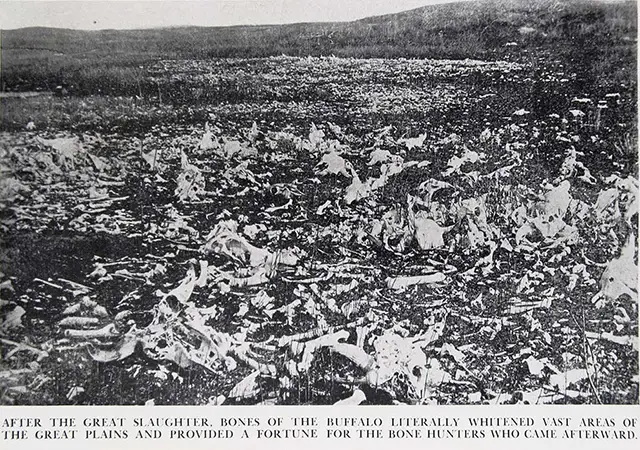 Haunting Photos of the Bison Extermination