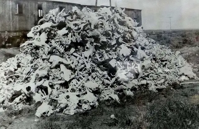 Haunting Photos of the Bison Extermination