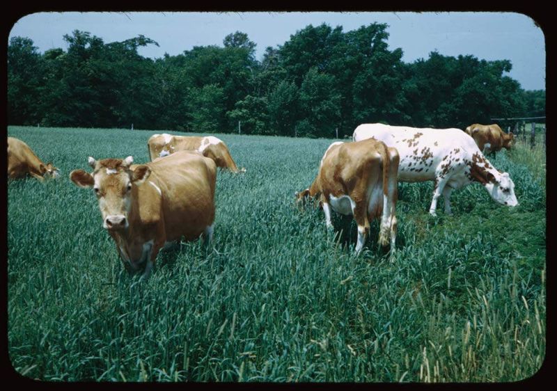 Kodachrome Slides Everyday Life USA 1940s