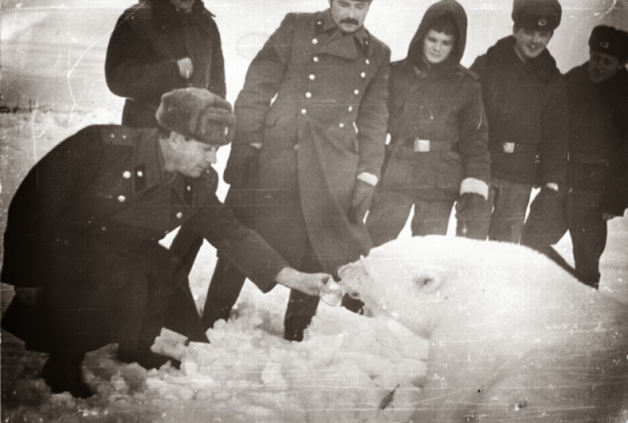 A group of Soviet soldiers feeding a polar bear.