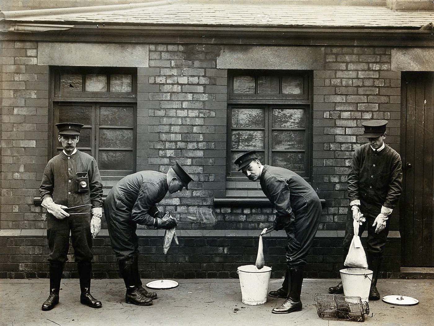 Liverpool Port Sanitary Authority rat-catchers dipping rats in buckets of petrol to kill fleas for plague control. 1900s.