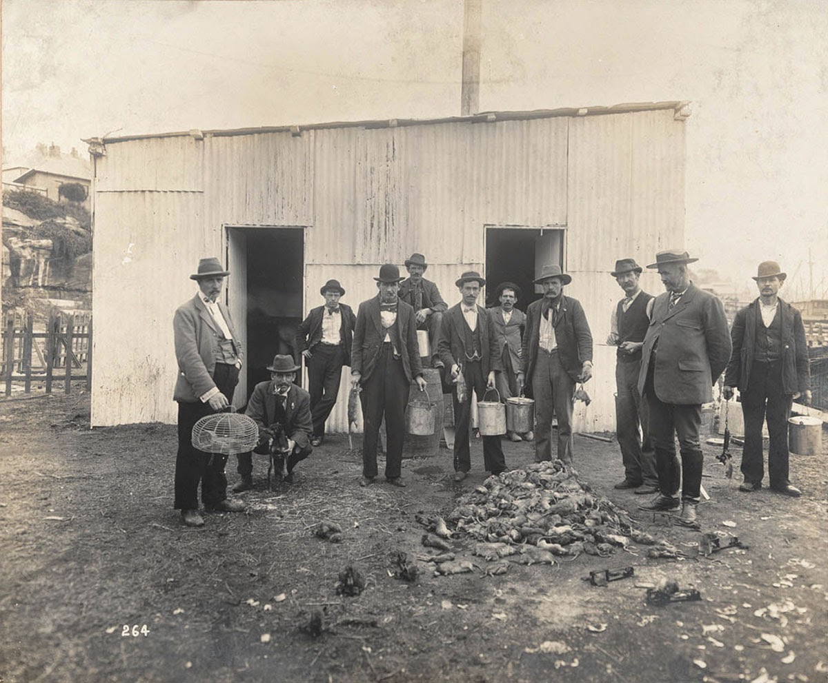 In this photograph features a group of men are shown standing behind a pile of rats. One of them is holding a cage and many others are holding bucket-like utilities. These rat catchers were supposedly disinfecting Sydney in 1900 of rats to prevent the spread of the bubonic plague in the city. This photograph was taken by Mr. John Degotardi, Jr., photographer from the Department of Public Works.