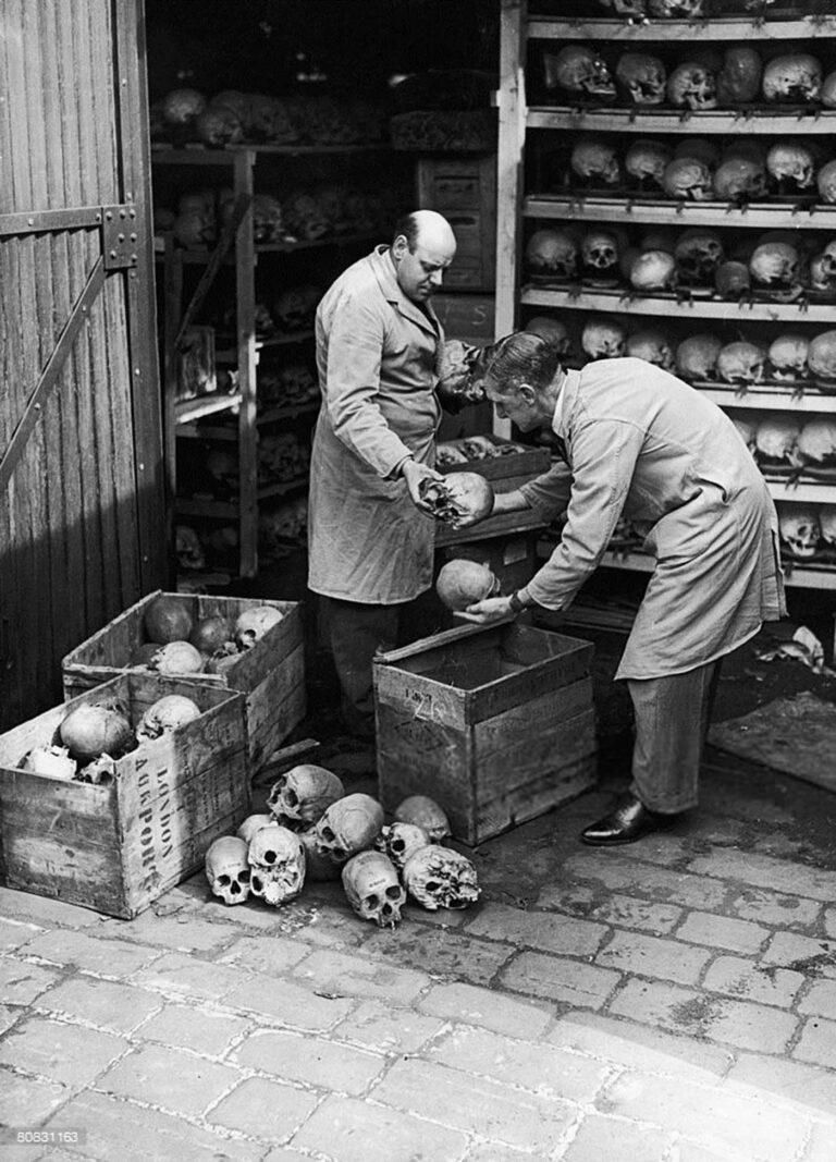 Packing up human skulls, 1948