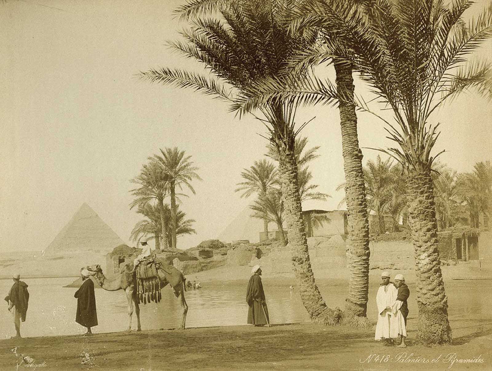 Palm grove near the pyramids.