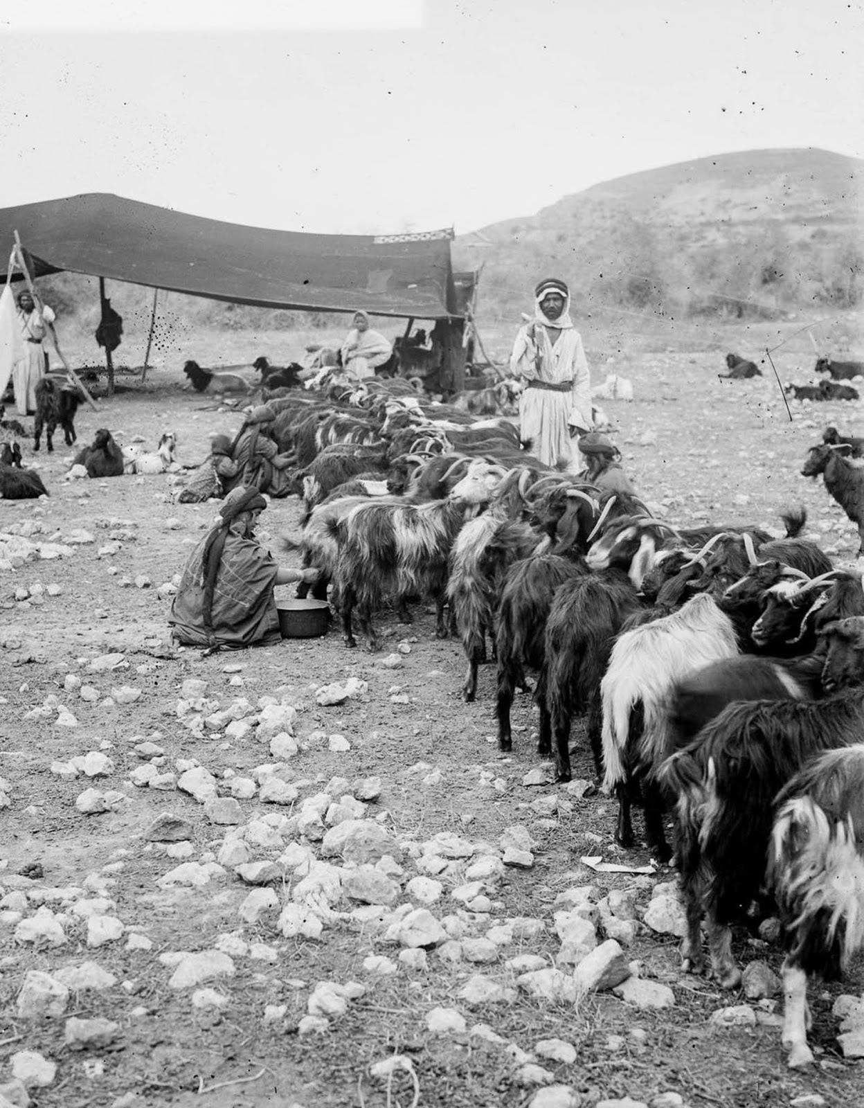 Women milk their herd of goats.