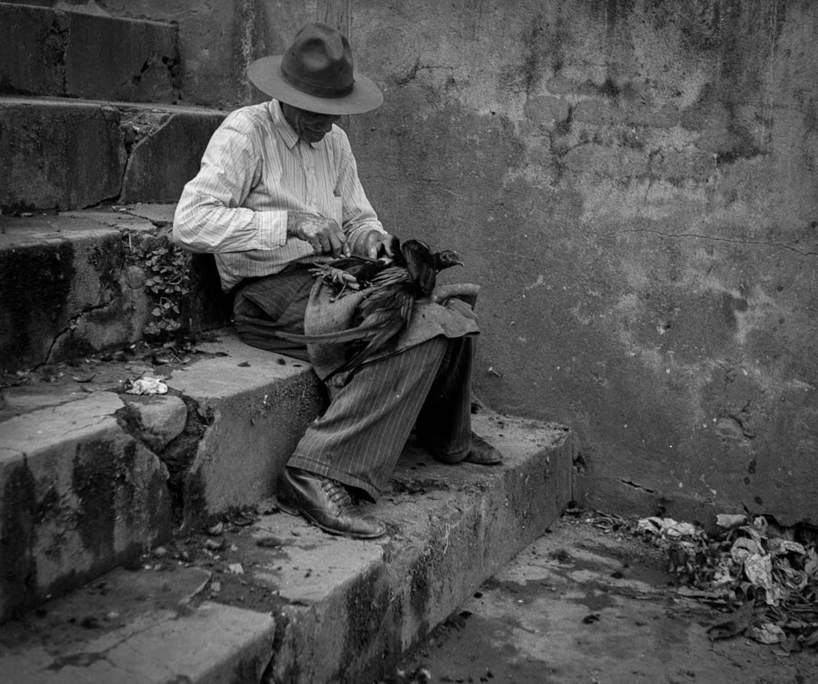 A man trims a fighting cock in Utuado.