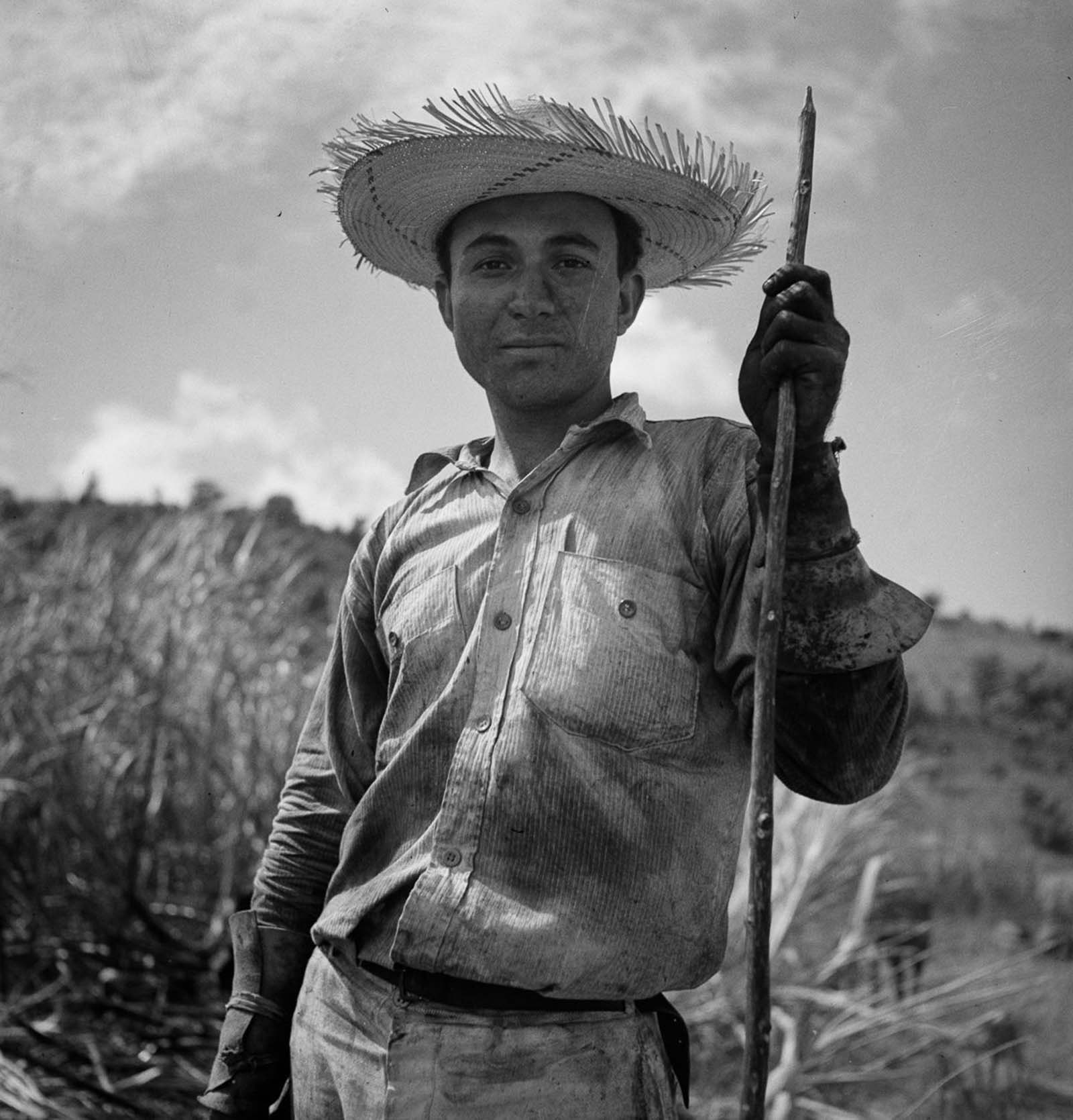 An ox cart driver in a burned sugar cane field near Guanica.