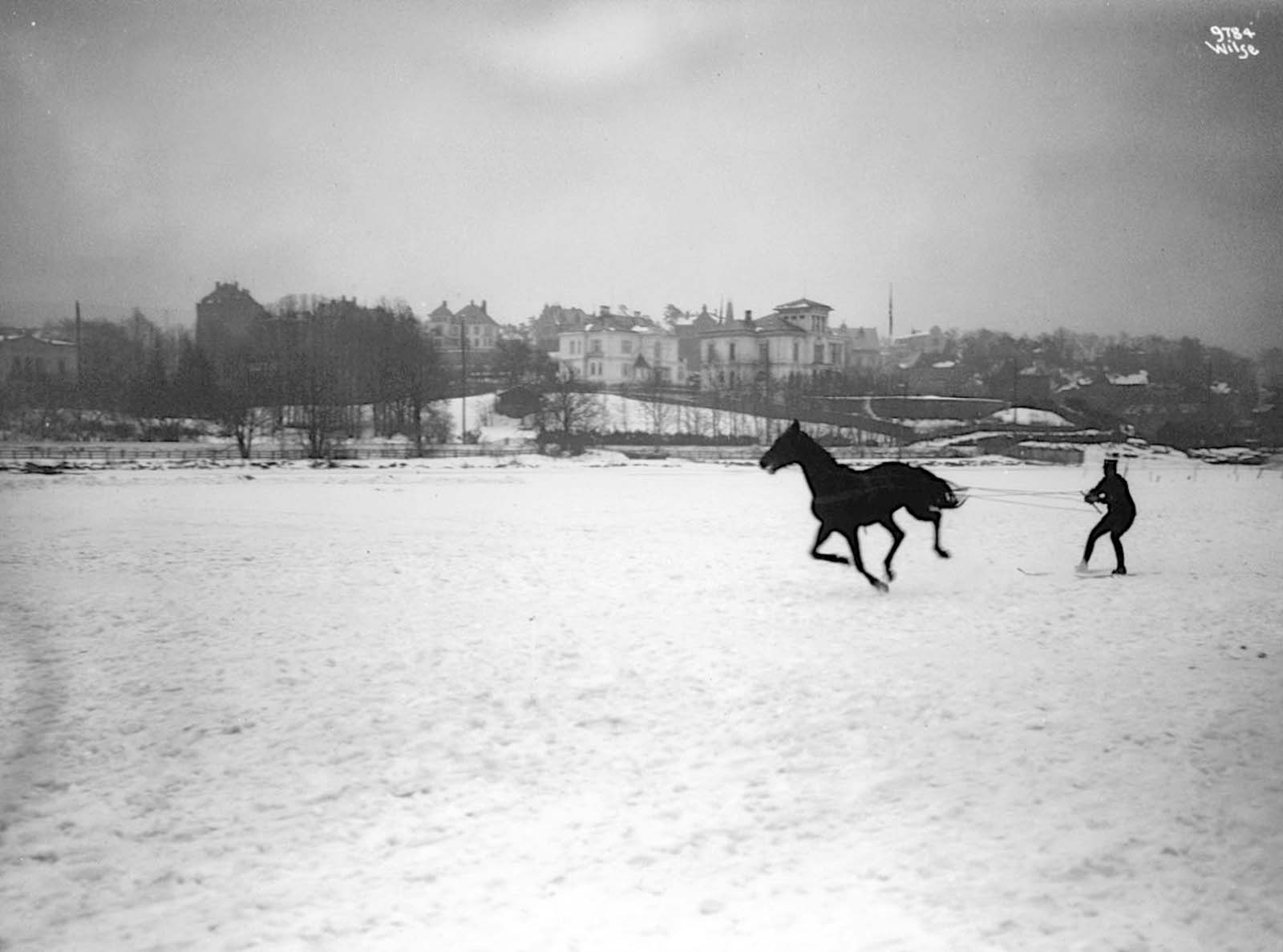 Skijoring is derived from the Norwegian word skikjøring, meaning