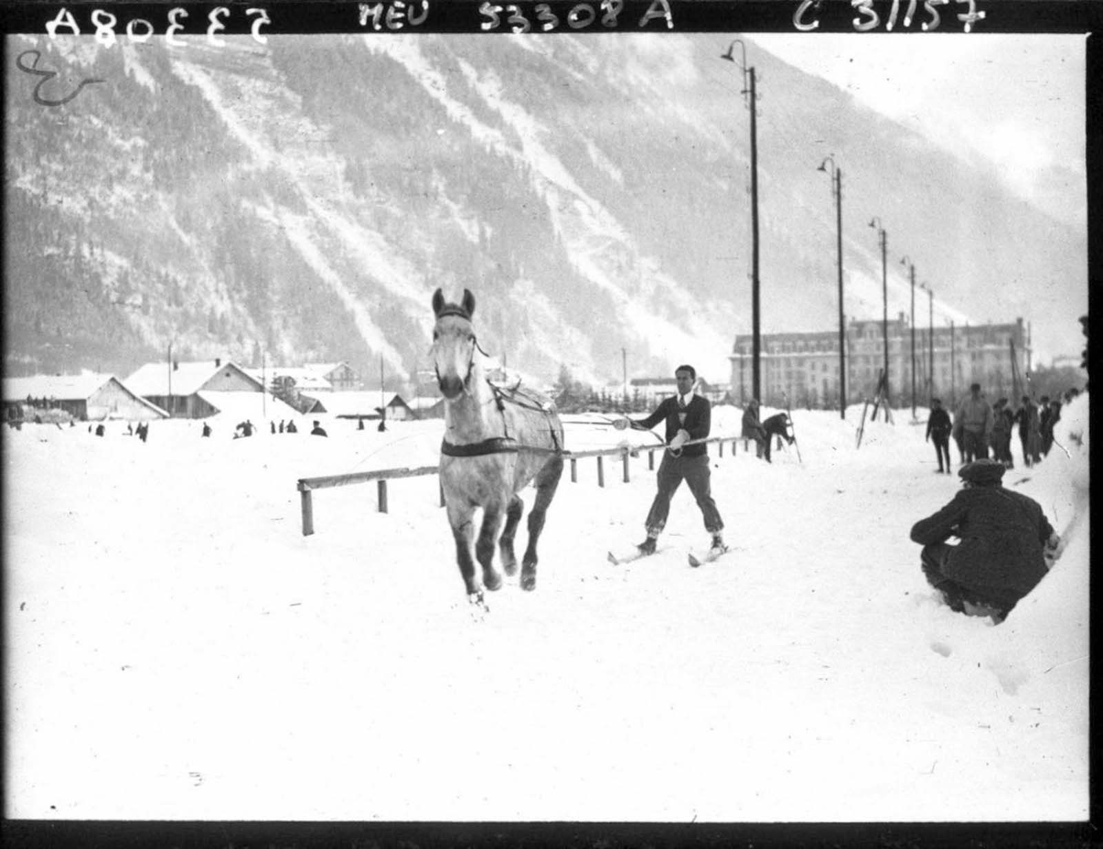 The skijoring belt worn by the skier is a wide waistband which is clipped around the skier's waist, and which may include leg loops to keep it in position.