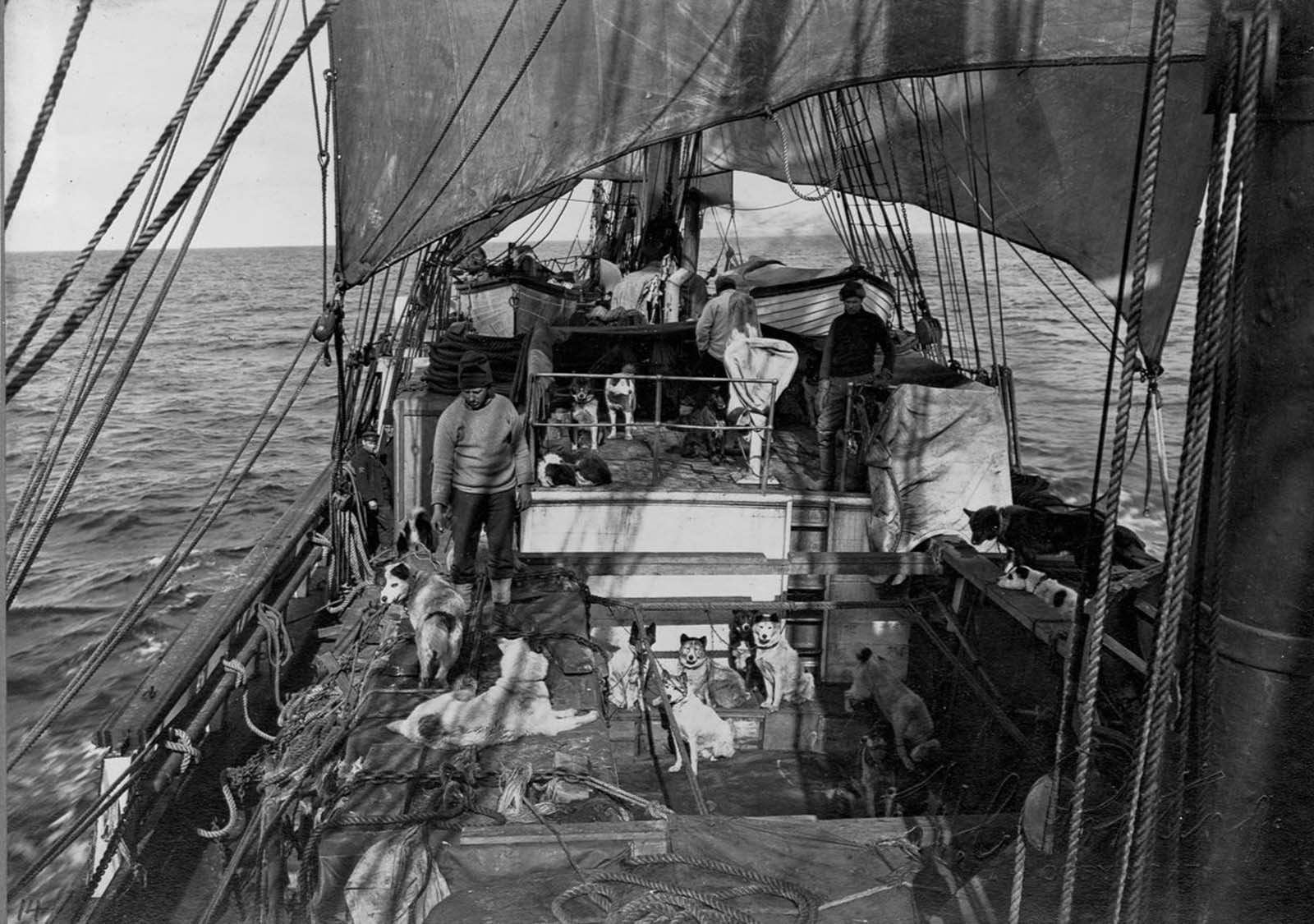 Men and sled dogs on the Terra Nova, bound for Antarctica. 1910.