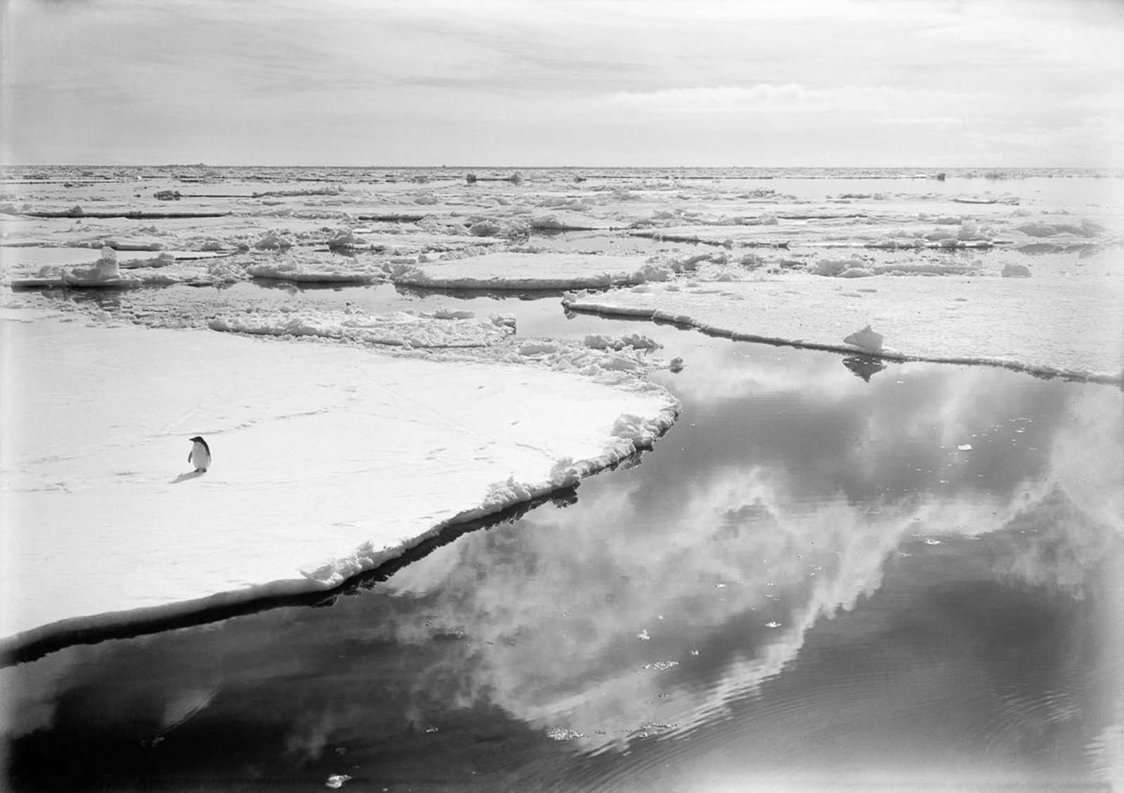 An Adélie penguin wanders across the pack ice in the Ross Dependency. 1910.