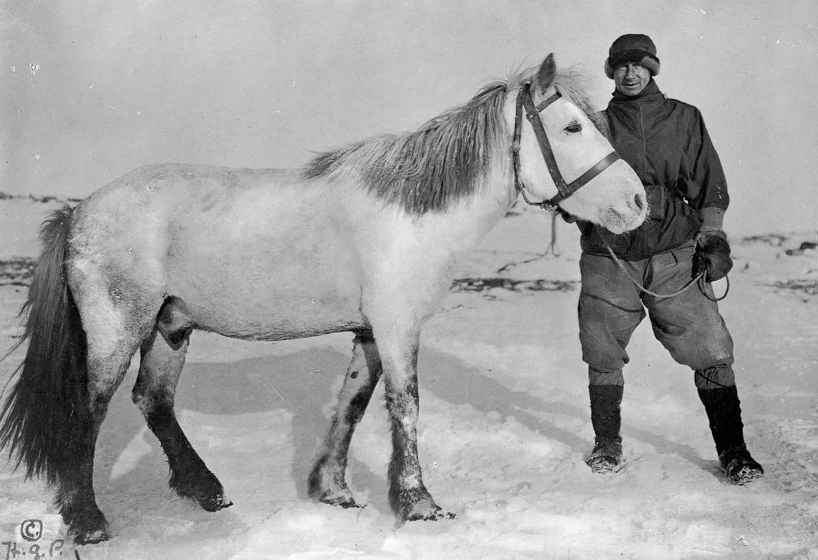 Chief Scientist Dr. Edward Wilson with Nobby the pony. The ponies were brought to haul sledges but proved ill-suited to the Antarctic climate and terrain. 1911.