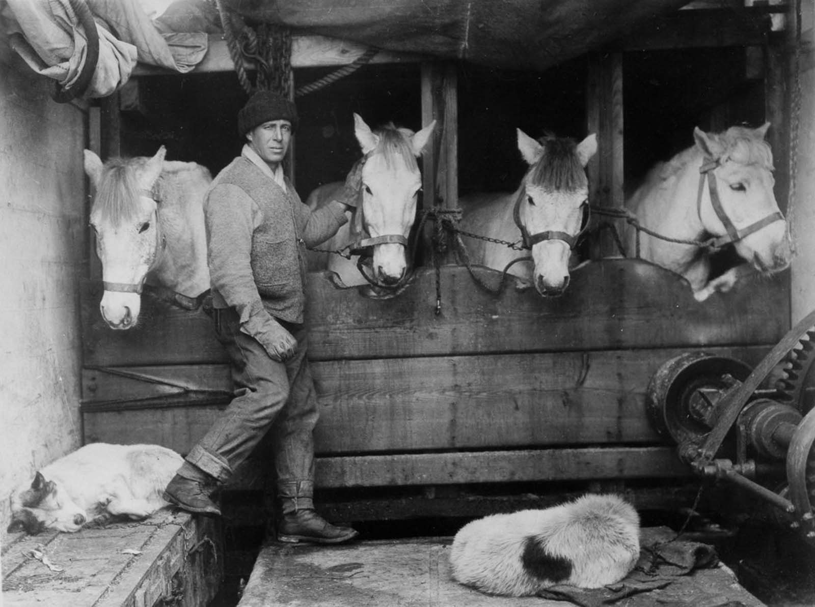 Capt. Lawrence Oates tends to the ponies in their stables aboard the Terra Nova. December, 1910.