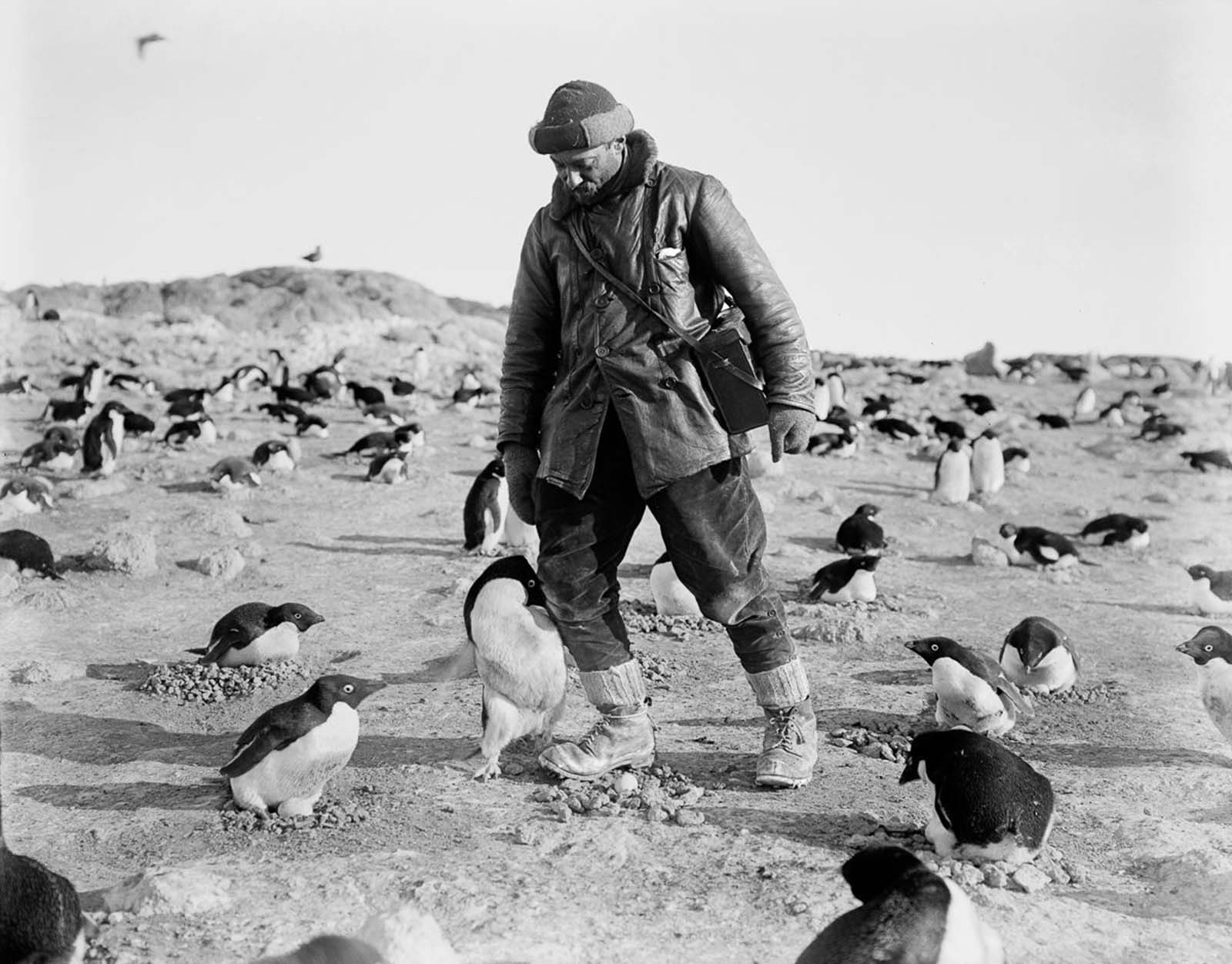 An Adélie penguin defends its nest from photographer Herbert Ponting at Cape Royds, Ross Island.